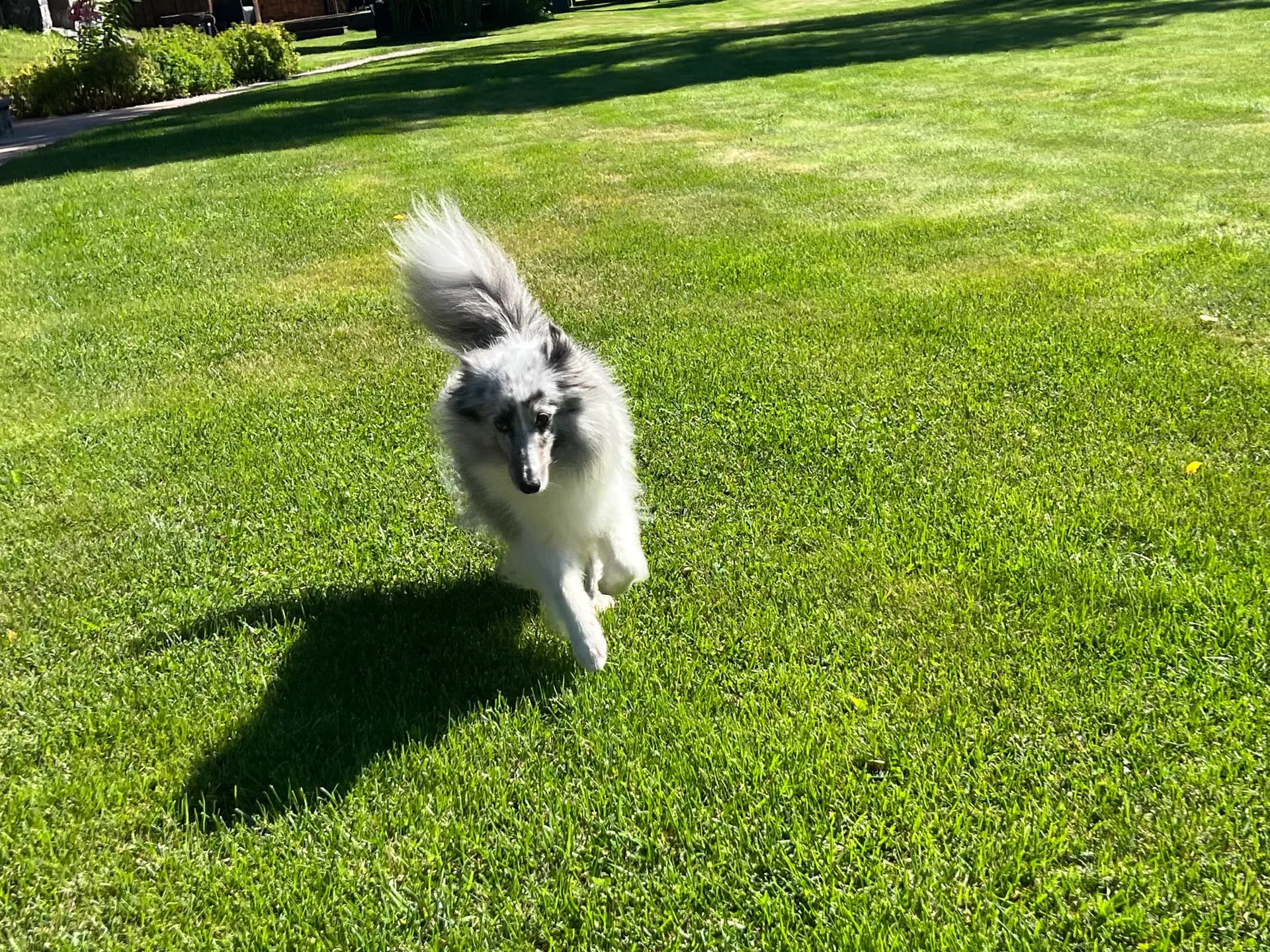 A visiting pet 1