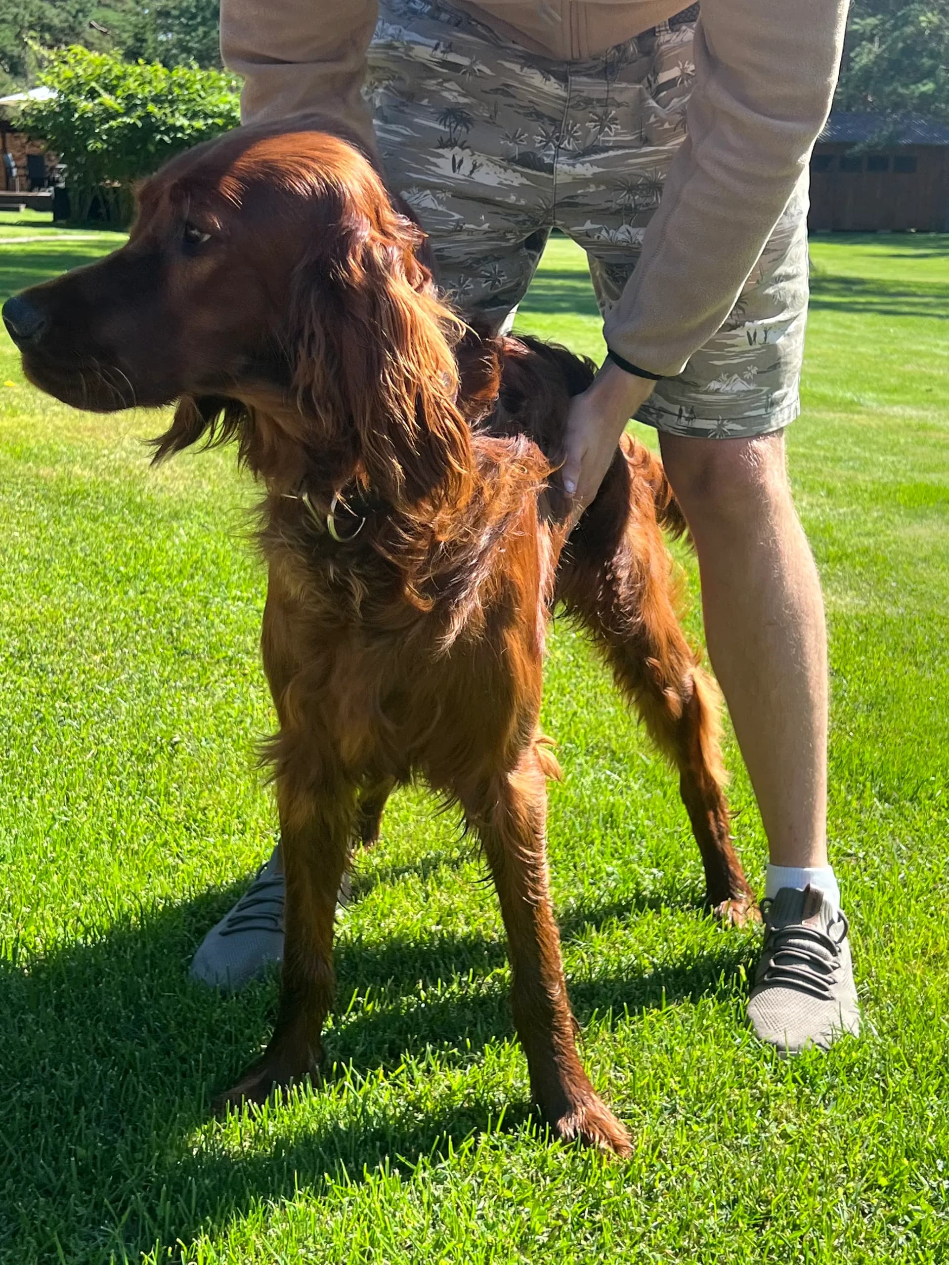 A visiting pet 2