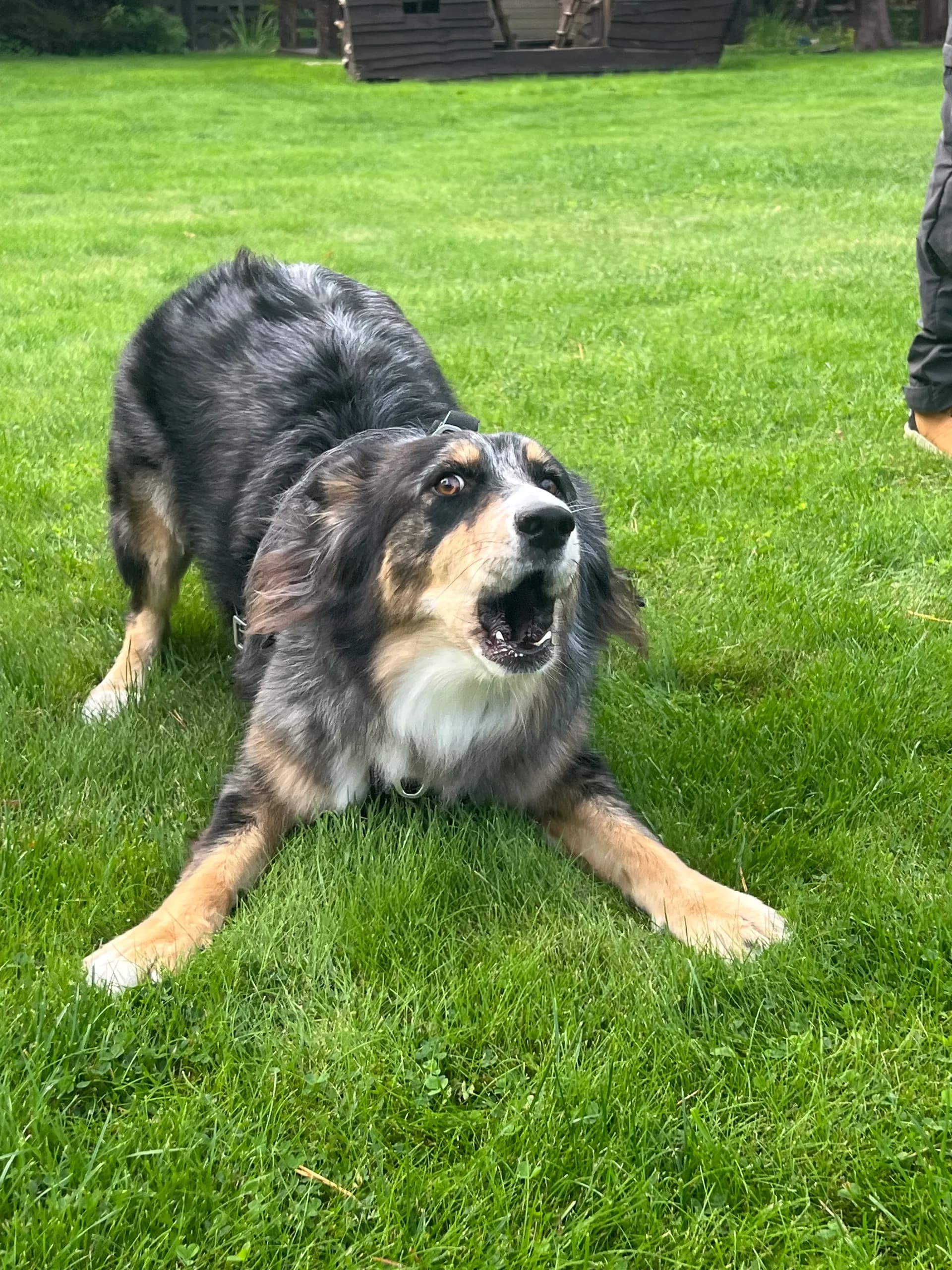 A visiting pet 3
